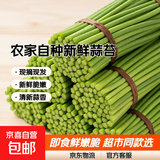 京喜自营农家自种蒜苔生鲜蔬菜超市同款即食蒜苔超市批发买菜首选 蒜苔净重3.7斤
