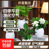 吉利红金钻发财树鸭脚木绿植好养室内桌面盆栽除甲醛植物真花卉 【四季平安四件套】+白色吸水盆 下单即送肥料