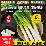 农家自种山东安丘大葱新鲜白杆葱 带皮去半叶净重9斤