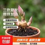 大型观赏荷花种藕苗 莲藕种苗 盆栽荷花种根苗荷花苗莲藕苗莲花苗 三种混发【白色粉色红色】 三颗装【带芽发货】