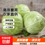 高原夏菜新鲜包菜卷心菜绿甘南菜甘蓝圆白菜时令蔬菜健康营养早餐 9斤净重农家好菜