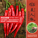 寿禾 蔬菜苗活苗带土发货大全菜苗春夏各种秧苗山东寿光苗种子阳台 美人辣椒苗 6棵