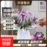 婚礼油画室内办公室花卉绿植好养紫叶吊兰观叶耐阴植物 （单盆装）油画配小蛮腰吸水盆