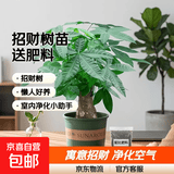 发财树盆栽大植物室内办公室桌面客厅小盆景招财树苗绿植花卉盆栽 中单杆发财树 8-10cm【加仑盆】 【送肥料】