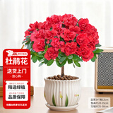 花翁杜鹃花盆栽四季开花带花苞过年花卉室内植物阳台鲜花绿植源头直发