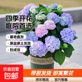 绣球花苗无尽夏带花苞四季开花绣球花盆栽庭院好养花卉植物室内花 无尽夏【大花绣球-无尽星河】 精品大苗【花期带花苞】原盆宽18cm高45cm