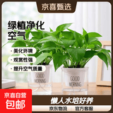 【绿萝盆栽】吸甲醛净化空气水培绿植物懒人花卉好养搬家礼物全 【经典2盆】绿萝+早安吸水盆 整体含盆高度20-25cm