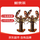 鲜京采 鲜活波士顿龙虾 净重400-500g/只*2只 保活到家 源头直发