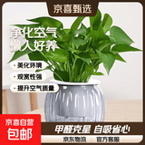 【绿萝盆栽】吸甲醛净化空气水培绿植物懒人花卉好养搬家礼物全 【新居摆放10盆】绿萝+灰色南瓜盆自吸水 整体含盆高度20-25cm