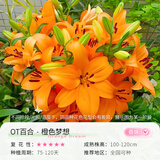 花翁香水百合种球重瓣盆栽进口球根好养花园庭院花卉绿植物源头直发