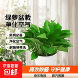 绿萝盆栽室内客厅绿植花卉 家用净化空气绿箩植物吸除甲醛吊兰 高20cm【控根龙蛋】8盆+喷壶+5肥