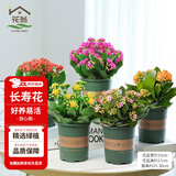 花翁新品长寿花盆栽带花苞重瓣大花苗阳台花卉绿植物室内好养源头直发