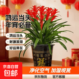 【年宵花】鸿运当头大型盆栽绿植好养凤梨客厅装饰春节送礼过年货 【落地款】特级鸿运当头5颗+咖啡色百福树脂盆 下单送肥料