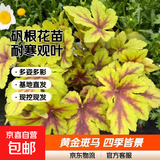 矾根花苗室外植物盆栽大苗耐寒庭院观叶组合草花小苗地栽绿植花卉 黄金斑马 110#大苗 不含盆