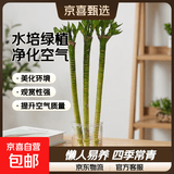 懒人水培绿植九里香绿萝文竹室内易养净化空气花卉盆栽植物花卉 龙竹3颗【不含盆】土培水培皆可35-40cm