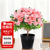 花翁杜鹃花盆栽四季开花带花苞过年花卉室内植物阳台鲜花绿植源头直发