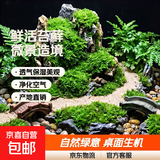 柯必达青苔藓鲜活苔藓微景观植物盆景盆栽水陆缸假山草造景材料白 大灰藓(15*8)cm 5盒