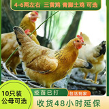 活体小鸡苗纯种土鸡三黄鸡麻黄鸡乌黑鸡品种可选(现货1天内发货) 半斤左右高产土鸡 三黄鸡 10只装
