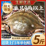 梭子蟹鲜活特大野生舟山大螃蟹海鲜新鲜冷冻海蟹水产飞蟹白蟹顺丰 7-9两/只【净重5斤】