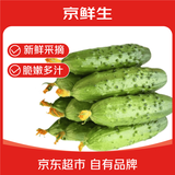 京鲜生 山东童年旱黄瓜 净重3斤单果100g+水果小青瓜 时令轻食 源头直发