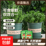 柠檬薄荷盆栽可食用迷迭香薄荷叶苗驱蚊草水培好养花卉室内绿植物 大盆薄荷+迷迭香(加仑盆)+2营养液 含盆