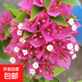 重瓣红三角梅盆栽带花三角梅苗勤花品种爬藤老桩室内花卉植物四季 重瓣粉 3年苗【当年开花】不含盆