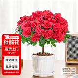 花翁杜鹃花盆栽四季开花带花苞过年花卉室内植物阳台鲜花绿植源头直发