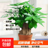 发财树盆栽大植物室内办公室桌面客厅小盆景招财树苗绿植花卉盆栽 造型款大号三杆 6-9cm【原盆】 【送肥料】