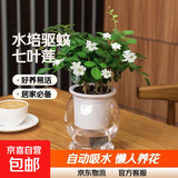 【带盆高度15-20cm】水培驱蚊九里香七叶莲盆栽室内好养驱蚊绿植 九里香+自动吸水鱼缸盆【1盆】 花盆口径约为10cm