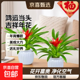 年销花鸿运当头春节大型盆栽绿植过年大凤梨客厅装饰送礼好养年货 【2盆】鸿运当头小红星+白色南瓜盆+肥料 【年宵花】鸿运当头