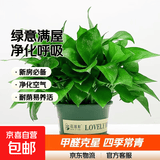 绿萝盆栽室内客厅绿植花卉 家用净化空气绿箩植物吸除甲醛吊兰 高26CM【加仑盆+托盘】4盆+5肥