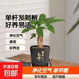 【热销款】发财树盆栽室内植物客厅办公室吸甲醛好养绿植 单杆发财树+塑料节节高升盆+小方底座 花盆直径约8cm
