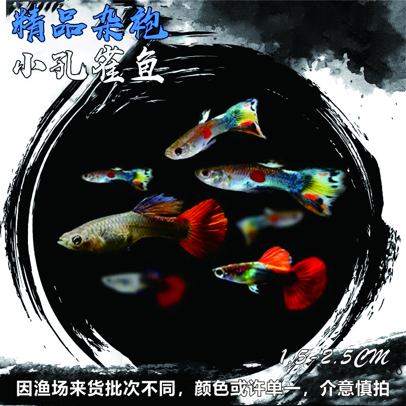 卡奇鱼 孔雀鱼 凤尾鱼 胎生鱼 热带观赏鱼淡水活体鱼小型鱼纯种好养易活 杂袍孔雀鱼10条+5条备损