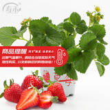 寿禾草莓苗带土发货大苗寿光大型苗场四季带盆栽好蔬菜苗批发种子秧苗 红颜草莓苗1盆