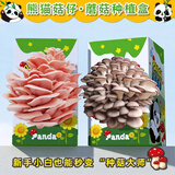 JIANTIAN科学小实验蘑菇种植菌包蘑菇盒家庭室内种植蘑菇益智玩具开学季