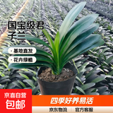 大盆君子兰盆栽名贵国宝级花卉苗绿植物圆头和尚室内客厅四季好养 【掌柜推荐】8-11片叶子+带土 送肥料