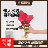 懒人水培绿植九里香绿萝文竹室内易养净化空气花卉盆栽植物花卉 吉利红1颗【不含盆】土培水培皆可15-20cm