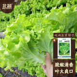 北蔬 生菜种子苗四季家庭种植菜种子阳台种 卓脆玻璃生菜种子约2000粒