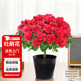 花翁杜鹃花盆栽四季开花带花苞过年花卉室内植物阳台鲜花绿植源头直发