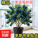 特大蓝莓树果苗盆栽地栽发货南北方种植奥尼尔蓝莓苗当年结果 薄雾 5年苗【当年结果】50-60公分高