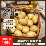 京喜加新鲜黄心土豆农家自种黄皮马铃薯黄心洋芋减脂早餐新鲜蔬菜 黄心土豆 8斤 带箱 50g起/单果