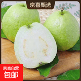 白心芭乐新鲜软糯番石榴低卡轻食可榨汁启鸿 白心芭乐2粒装 单果100g+