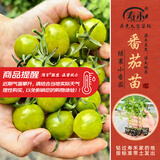 寿禾西红柿苗秧大全蔬菜苗千禧苗活苗圣女果苗小番茄批发普罗旺斯种子 绿果小番茄苗 3棵