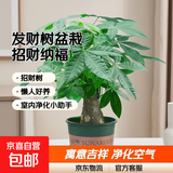 发财树盆栽大植物室内办公室桌面客厅小盆景招财树苗绿植花卉盆栽 中单杆发财树 5-8cm【加仑盆】 【送肥料】