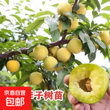 蜂糖李子树苗嫁接特大脱骨李子树苗南方北方种植盆栽地栽当年结果 蜂糖李子树苗 五年大苗一颗（1.5cm左右粗）