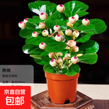 小盼菩提树盆栽带果老桩盆景办公室绿植客厅桌面植物室内禅意摆件 特A级小盼菩提（原盆）【约16-20个果左右】