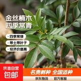 四川正宗金丝楠木苗金丝楠苗名贵小叶桢楠树苗金丝楠木苗楠木树苗 高度60-80公分2颗带原土杯