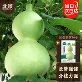 北蔬 巨型葫芦种子种苗特大观赏文玩庭院盆栽葫芦籽 巨型葫芦种子20粒