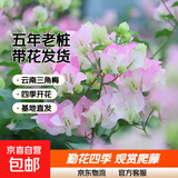 重瓣红三角梅盆栽带花三角梅苗勤花品种爬藤老桩室内花卉植物四季 绿樱 3年苗【当年开花】不含盆