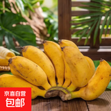 京喜加广西小米蕉当季水果小鸡米蕉新鲜自然熟香蕉产地直销兰和 带箱8斤净重7.5斤